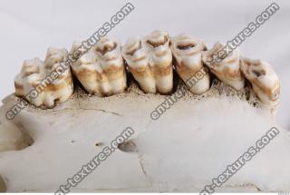 animal skull teeth 0022